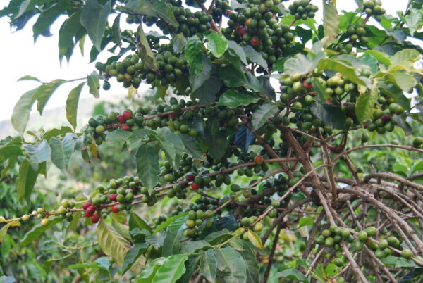 Rushashi - 250g (Rwanda) - Afbeelding 20