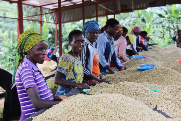 Rushashi - 250g (Rwanda) - Afbeelding 10