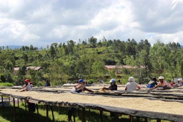 Rushashi - 250g (Rwanda) - Afbeelding 9