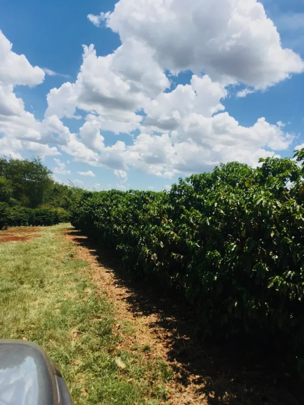 Brazilië Capricornio Fazenda California Single Estate double fermentation - Afbeelding 23