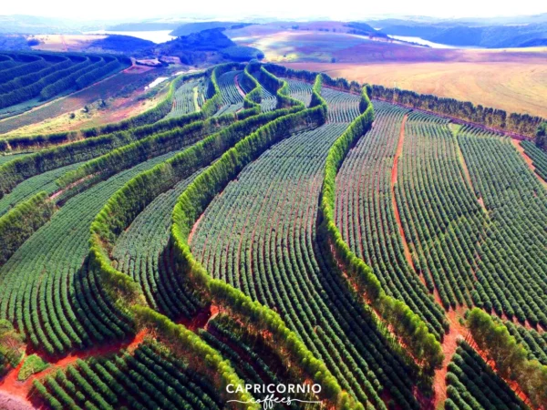 Brazilië Capricornio Fazenda California Single Estate double fermentation - Afbeelding 33