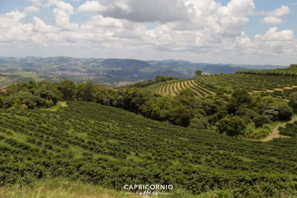 Brazilië Capricornio Fazenda California Single Estate double fermentation - Afbeelding 30
