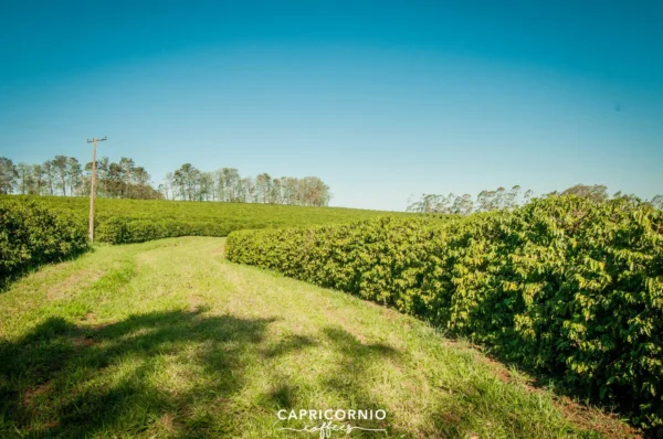 Brazilië Capricornio Fazenda California Single Estate double fermentation - Afbeelding 29