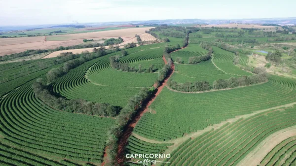 Brazilië Capricornio Fazenda California Single Estate double fermentation - Afbeelding 28