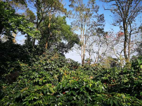 Thailand – Wiang Pa Pao - Afbeelding 2