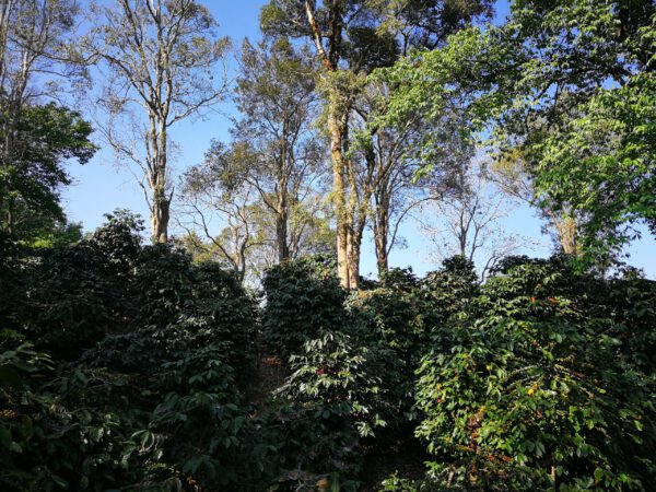 Thailand – Wiang Pa Pao - Afbeelding 3