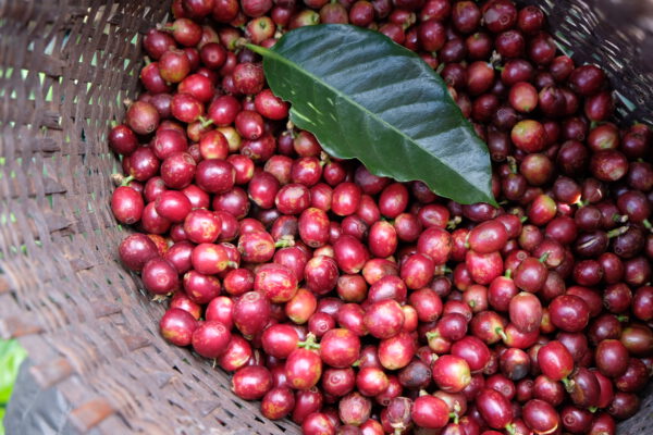 Thailand – Wiang Pa Pao - Afbeelding 8